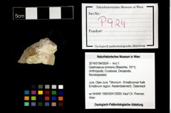 Foto (Objekt + Etikett) von Gastrosacus eminens (Blaschke, 1911)  (NHMW-GEO-2014-0194-0924)